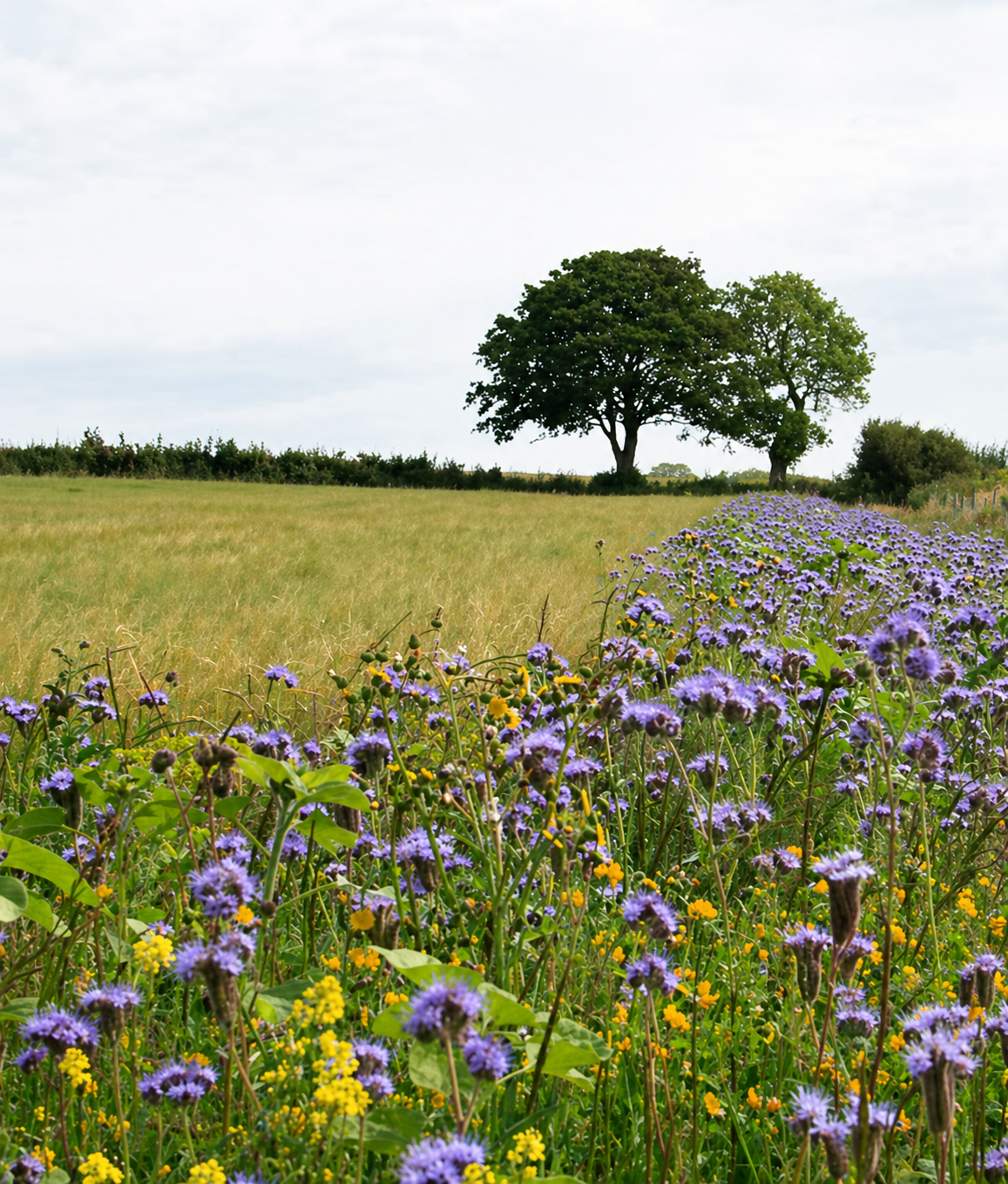 Green field with wildflowers